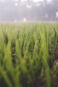 Close-up of crop growing in field