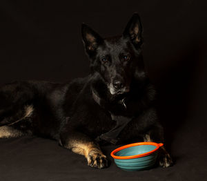 Close-up portrait of a dog