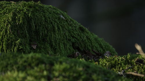 Close-up of moss growing on field