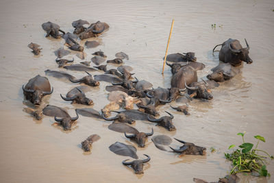 High angle view of birds in lake