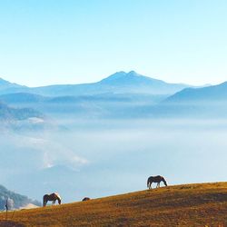 Horses on landscape against sky