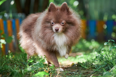 Portrait of dog on field