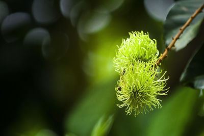 Close-up of unripe rambutans