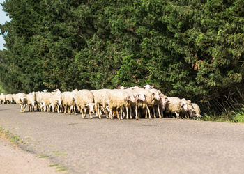 View of sheep walking on road amidst trees