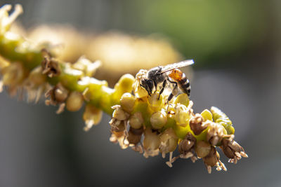 Close-up of bee pollinating on flower