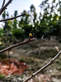Bird perching on a tree