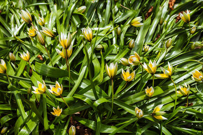 Close-up of yellow flowers blooming outdoors