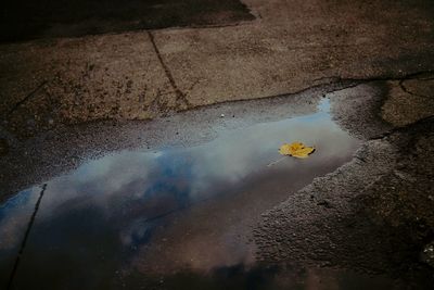 High angle view of fallen autumn leaf on puddle