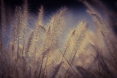 Close-up of crops on field against sky