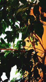 Low angle view of tree against sky