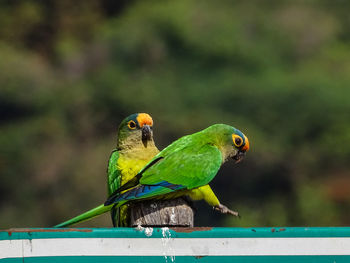 Close-up of parrot perching on railing