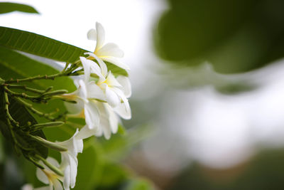 Close-up of white flowering plant