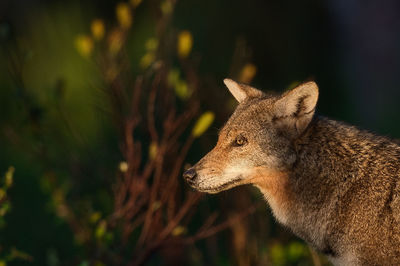 Close-up of coyote 