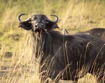 Portrait of horse on field