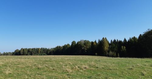 Trees on field against clear blue sky