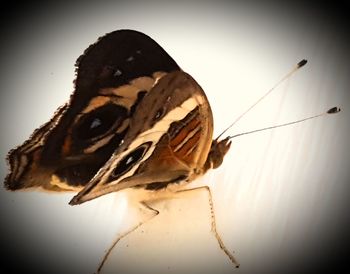 Close-up of butterfly on plant