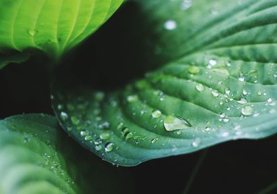 Close-up of raindrops on leaves