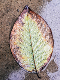 High angle view of dry leaf on water