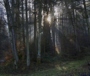 Sun shining through trees in forest