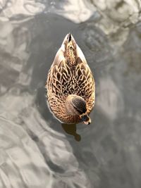 High angle view of a duck swimming in lake