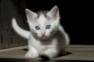 Close-up portrait of cat