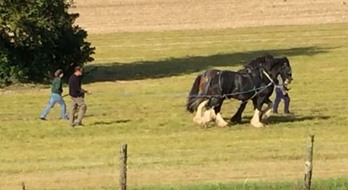 Horse grazing on field