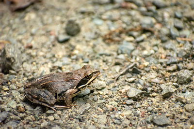 Big agile frog sits on a rocky road, eastern poland