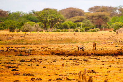 Wild boars on field at tsavo east national park