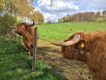 Cow grazing on field against sky