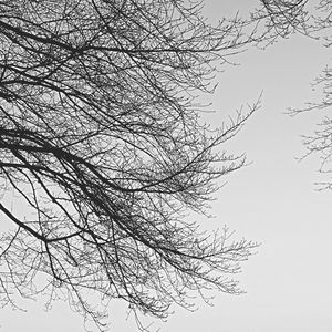 Low angle view of bare trees