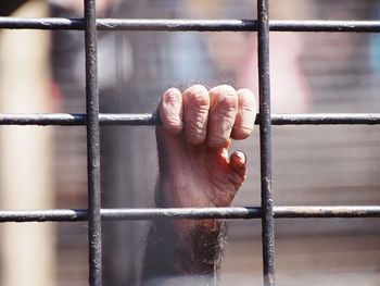 Cropped hand of monkey holding metal grate