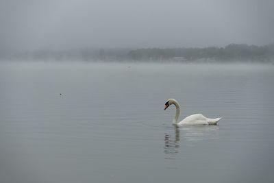 Swans swimming in lake against sky