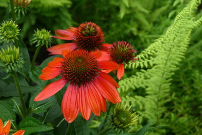 Close-up of red flowering plant