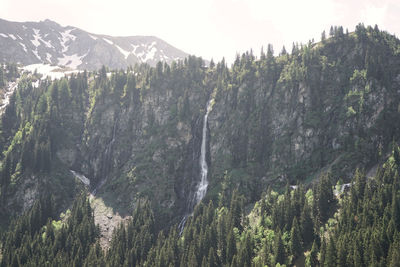 Scenic view of forest