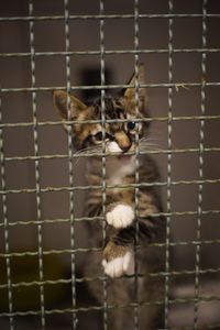 Portrait of cat in cage