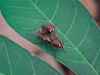 Close-up of fly on leaf