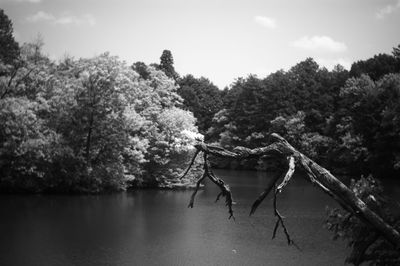 View of trees on landscape against sky