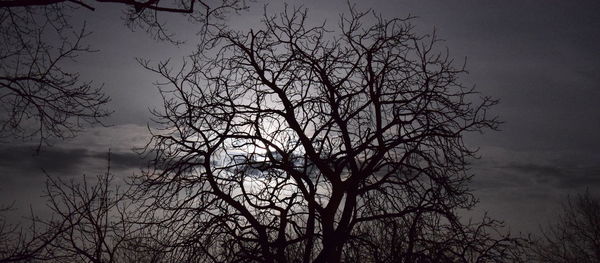 Silhouette tree in forest against sky