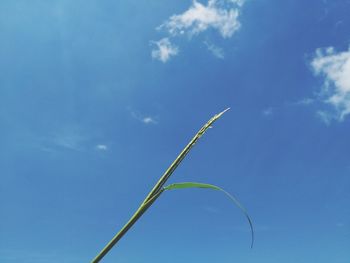 Low angle view of plant against blue sky