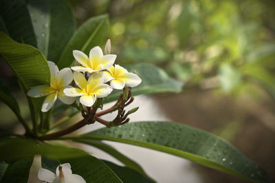 Close-up of white flowering plant