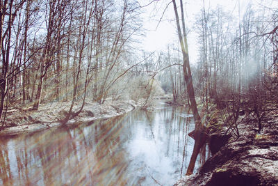 Scenic view of lake in forest