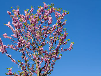 Low angle view of cherry blossom against blue sky