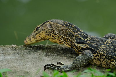 Varanus salvator or water monitor wild life in the city, very cute.