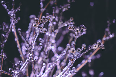 Close-up of raindrops on plant