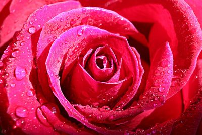 Close-up of pink rose