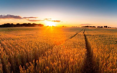 Wheat field in rural area at sunset with tractor tracks.