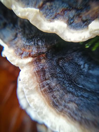 Close-up of a shell