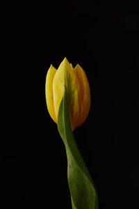 Close-up of yellow tulip against black background