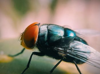 Close-up of fly