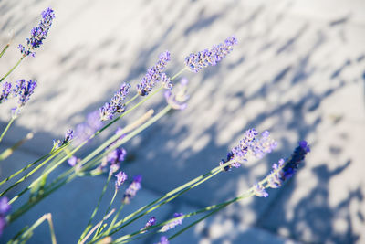 Close-up of purple flowering plant